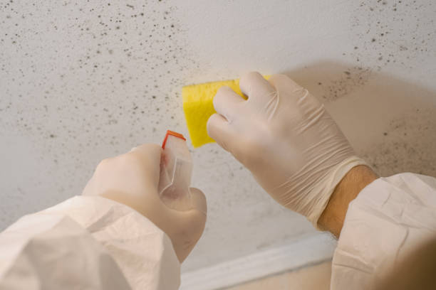 Biohazard Mold Removal in Clermont, GA