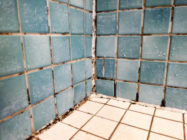 Best Mold Prevention Services  in Clermont, GA
