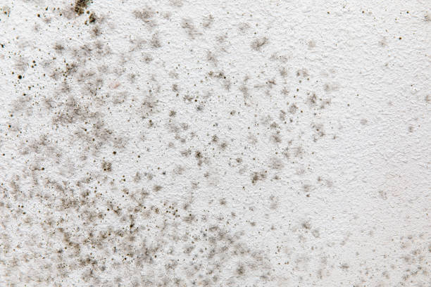 Best Mold-Related Health Consultation  in Clermont, GA
